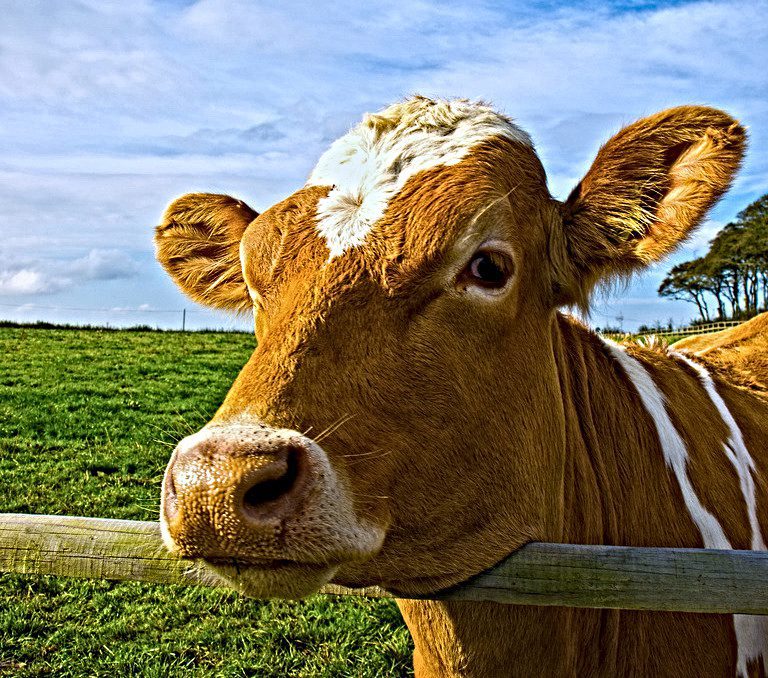 detail-enhance – LearnOpenCV Result of detailEnhance filter