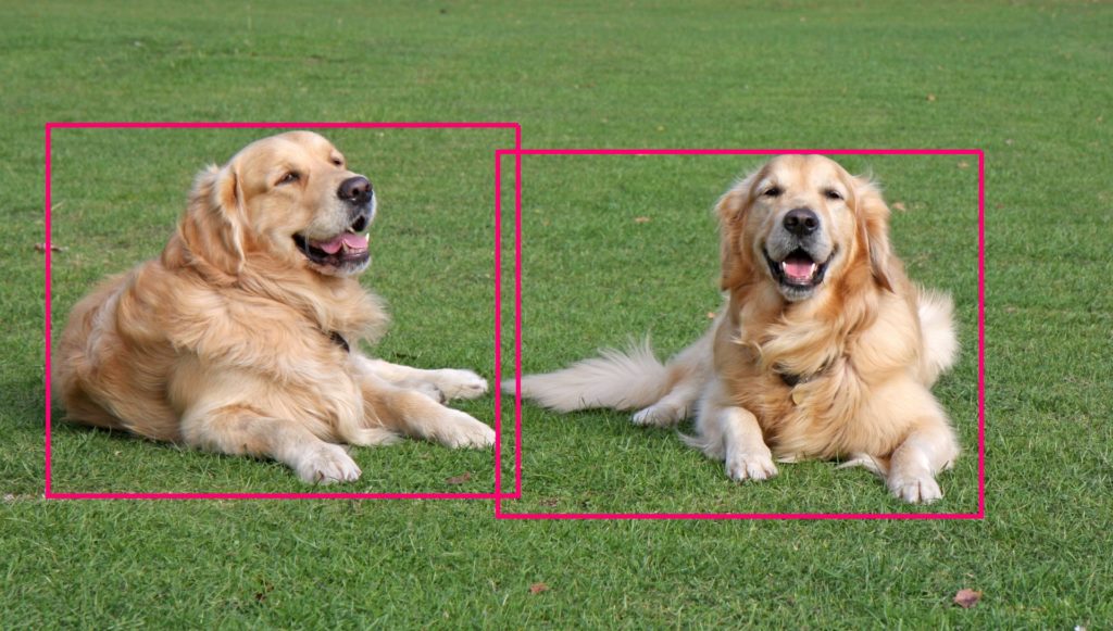 Object Recognition for recognizing dogs in an image