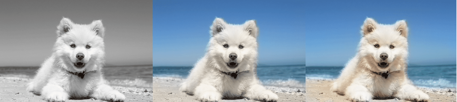 color rebalanced colorization example dog in beach