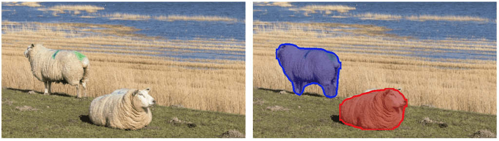 Mask RCNN in OpenCV: Image with two sheep on a very similar colored background. Output of instance segmentation marked.