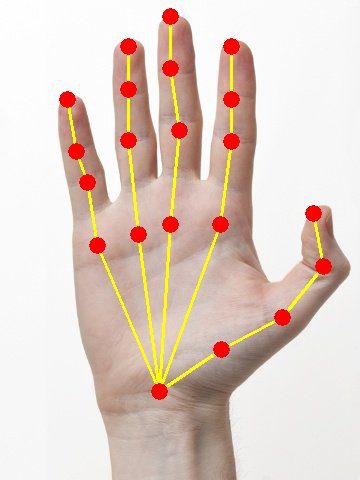 hand-output-skeleton – LearnOpenCV Resultant image with detected keypoint pairs joined to form the skeleton.