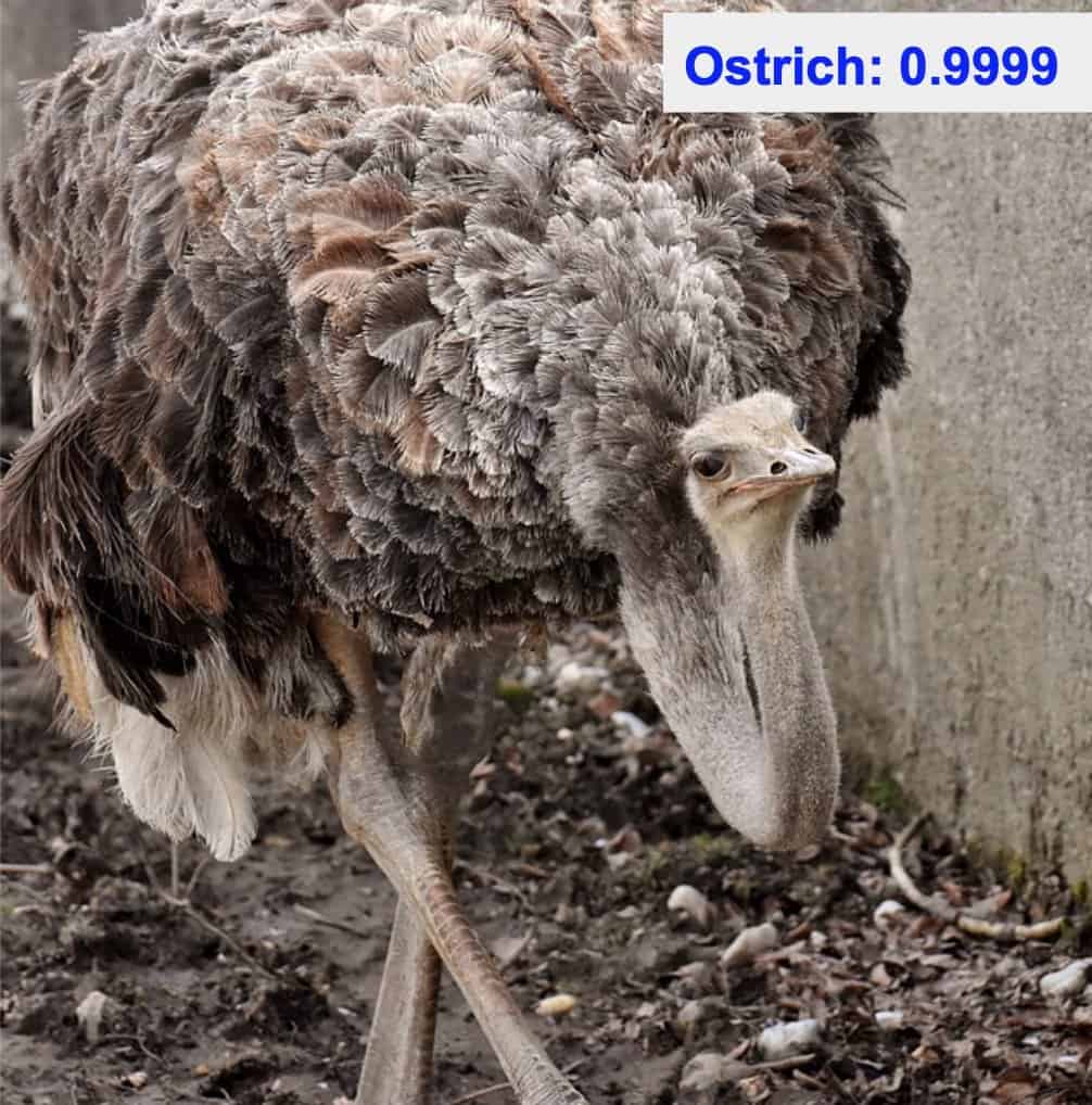 Image classification - ostrich